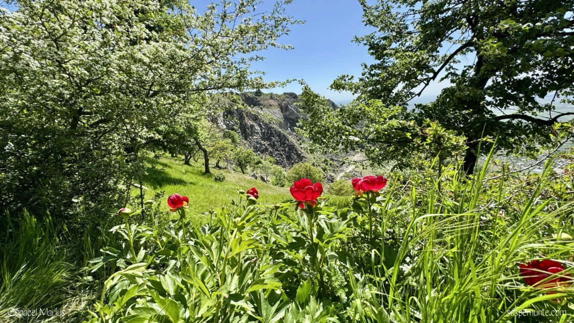 Bujori in Muntii Macin: Vf. Tutuiatu (467m)