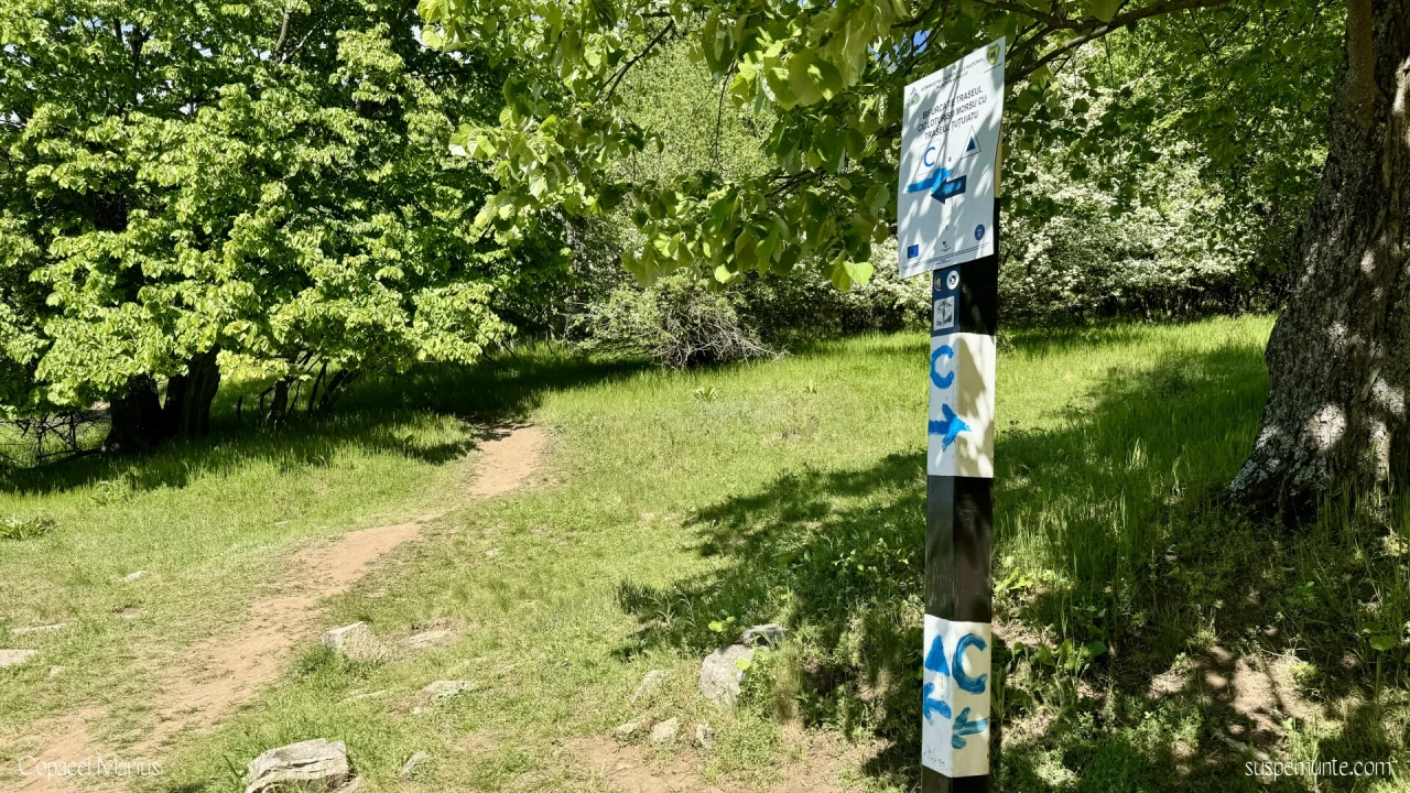 bifircatie vf ghinaltu
