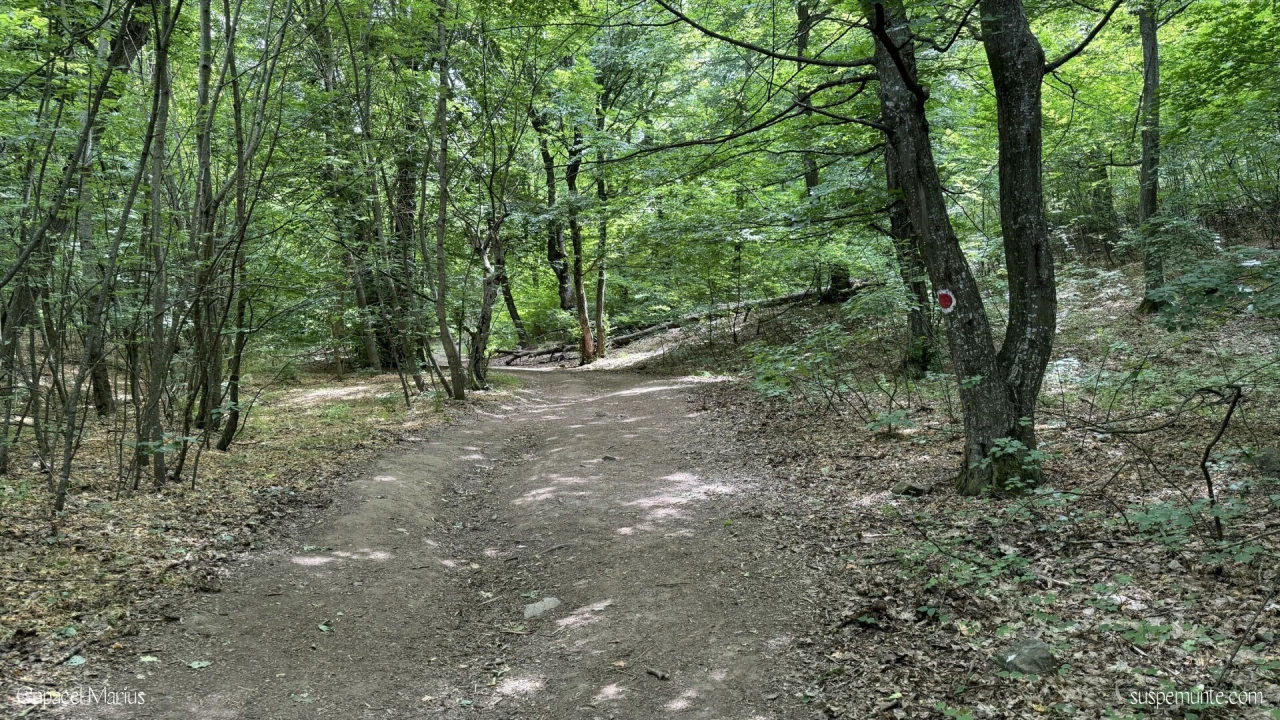 Intrare in padure pe Traseul Cozluk