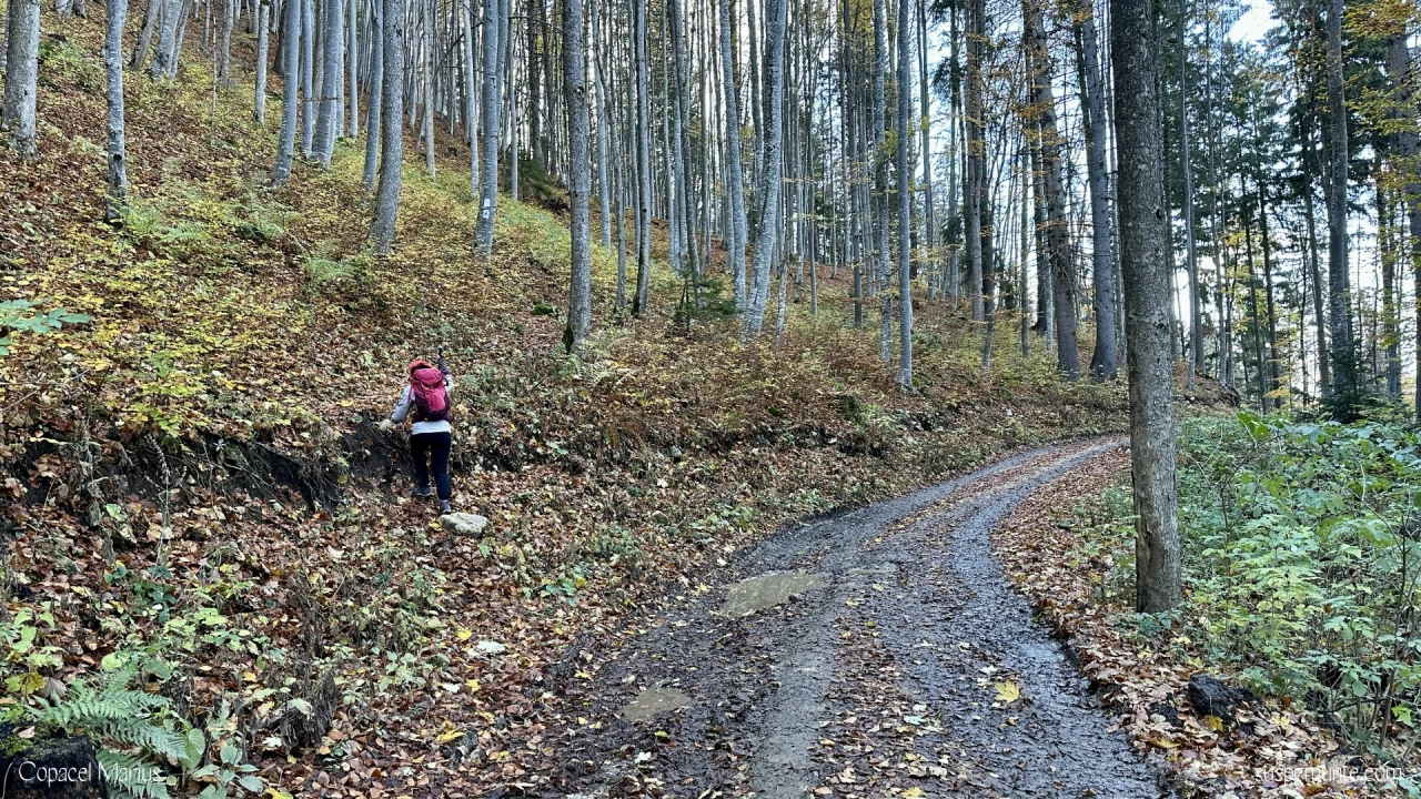 Marcaj T9 in Padurea Magistratului