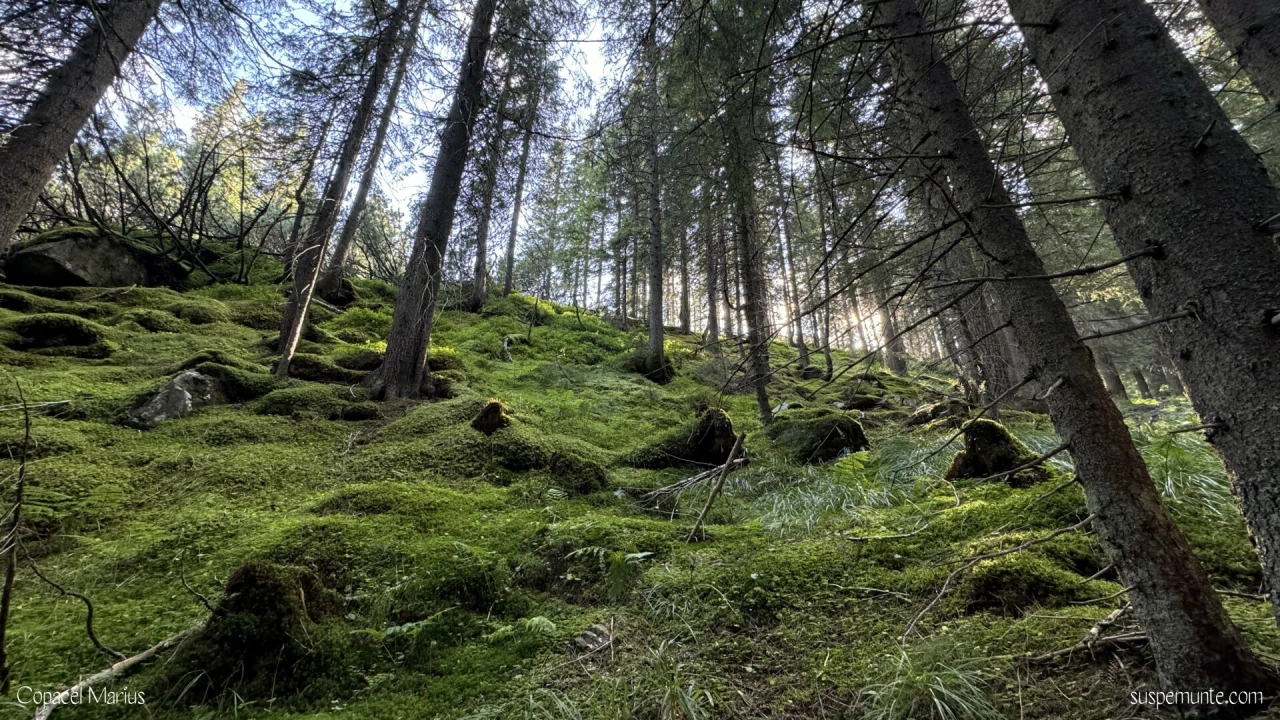 Padure muntii Iezer Papusa