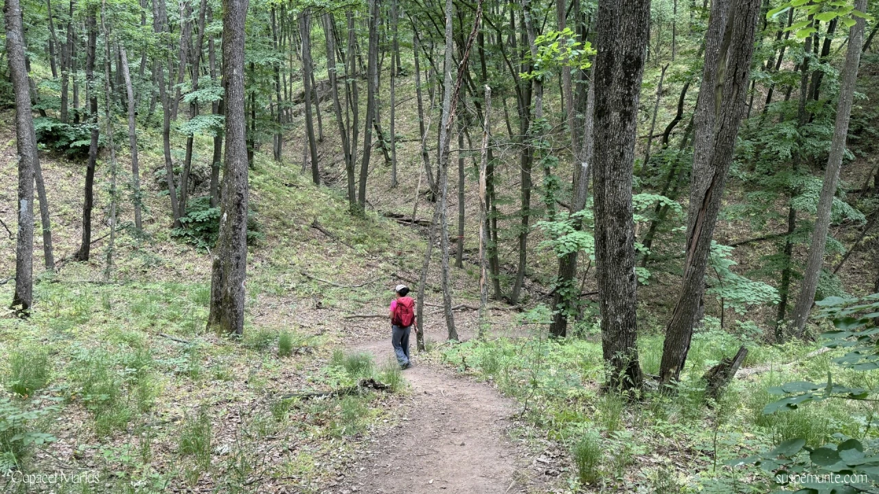 Padure traseu  Cozluk