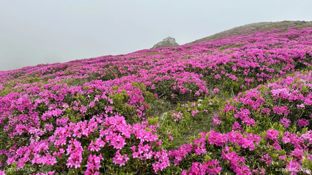 rhododenron furnica
