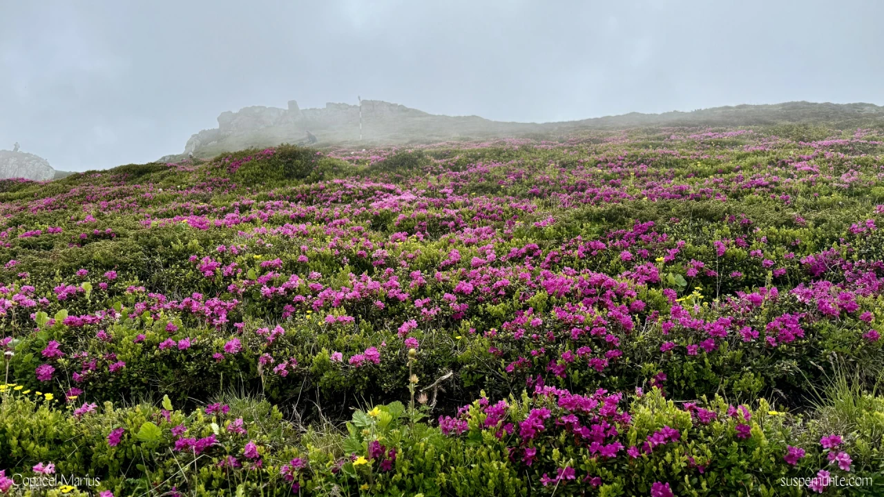 Rododendroni Culmea Tiganesti