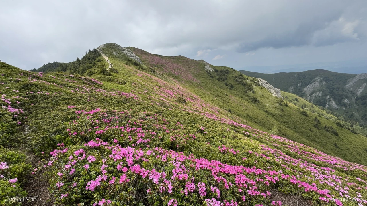 Rododendroni Muntele Rosu