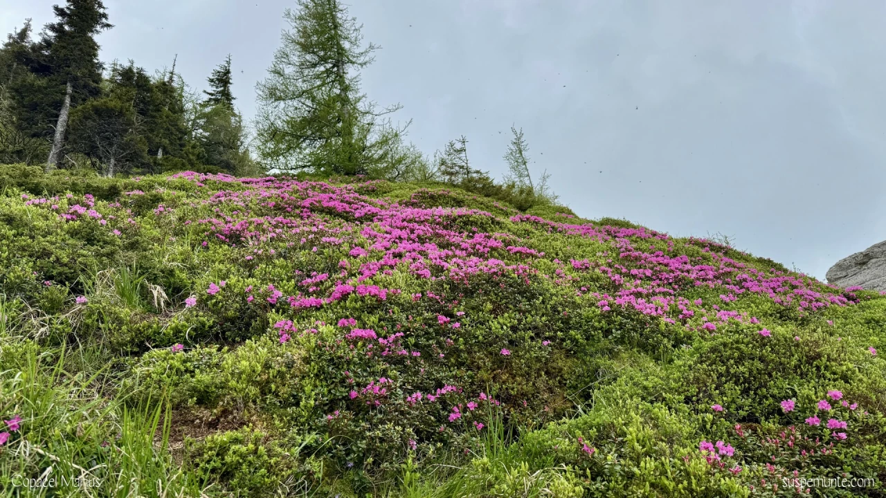 Rododendroni Vf. Zaganu