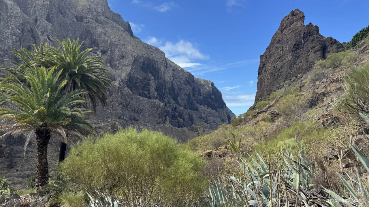 Stanci Masca Tenerife