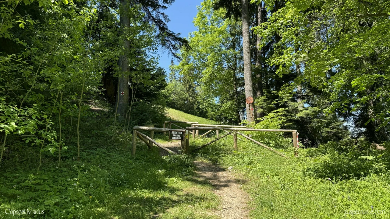 Traseu Poiana Brasov - Vf. Postavaru