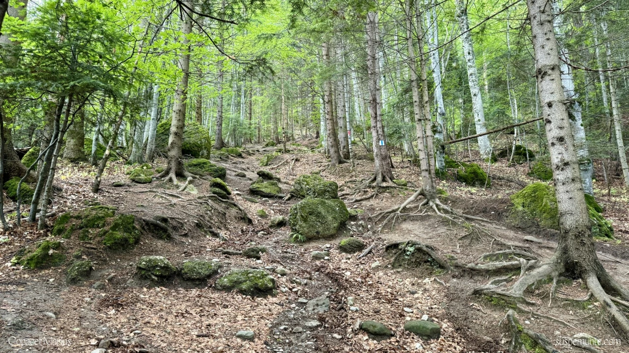 Urcare spre cabana Malaiesti de la Rasnov