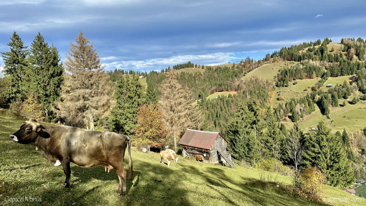 Vaci in moeciu de sus