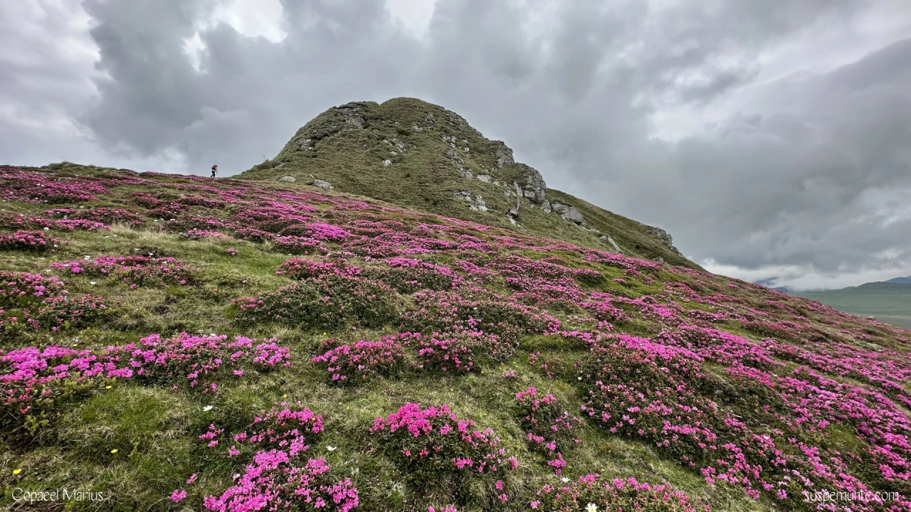 varful cu dor inconjurat de rododendron