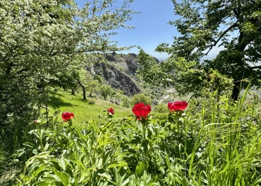 Bujori in Muntii Macin: Vf. Tutuiatu (467m)