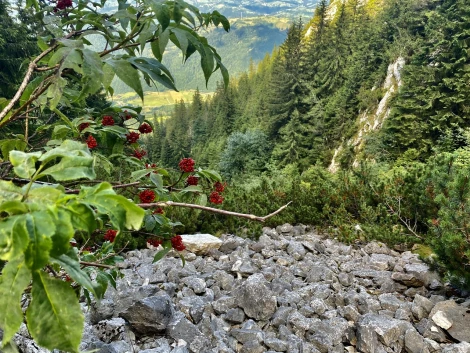 fructe padina hotarelor