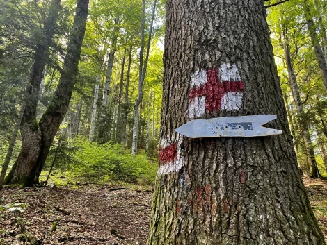 Indicator Padina Sindilariei