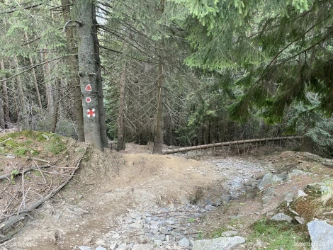 intrare in padure piscul negru