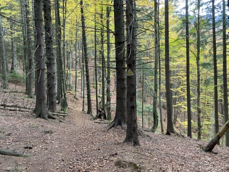 padure piatra craiului cp