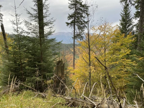 padure piatra craiului