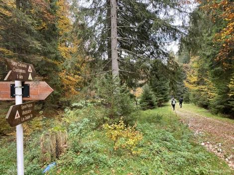 pepiniera piatra craiului