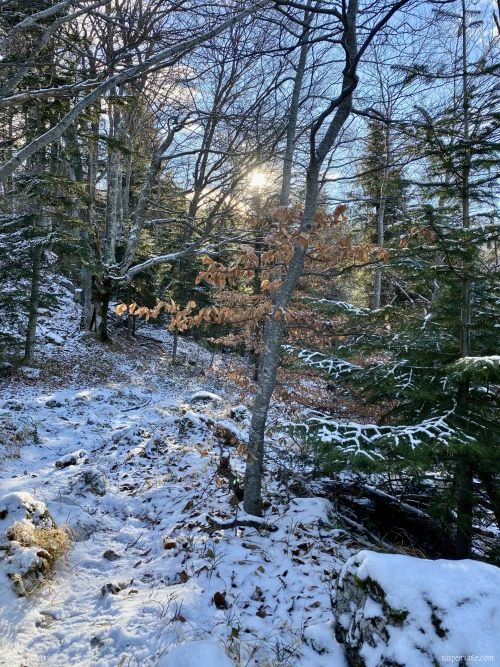peisaj de iarna in padure