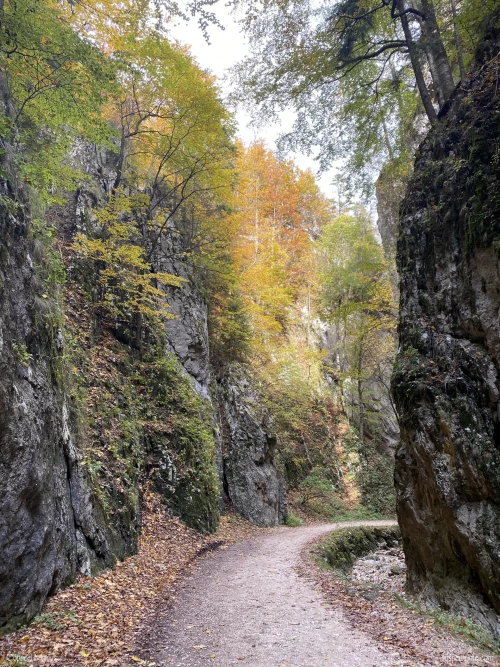 prapastiile zarnestilor - cp